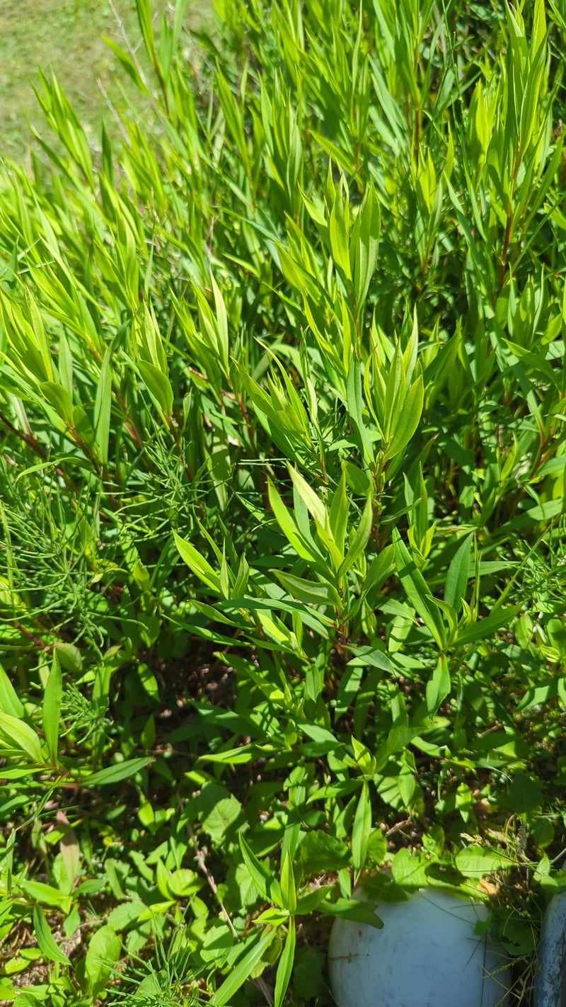 Gewöhnlicher Gilbweiderich — Bild 1