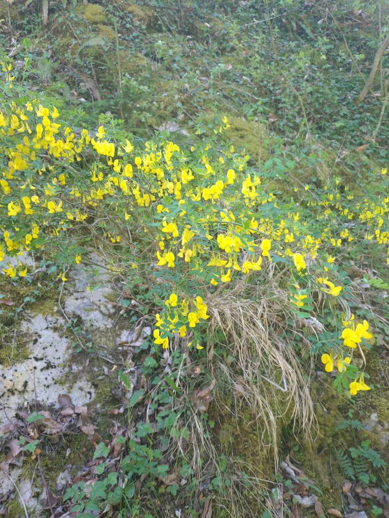 Goldregen — Bild 4