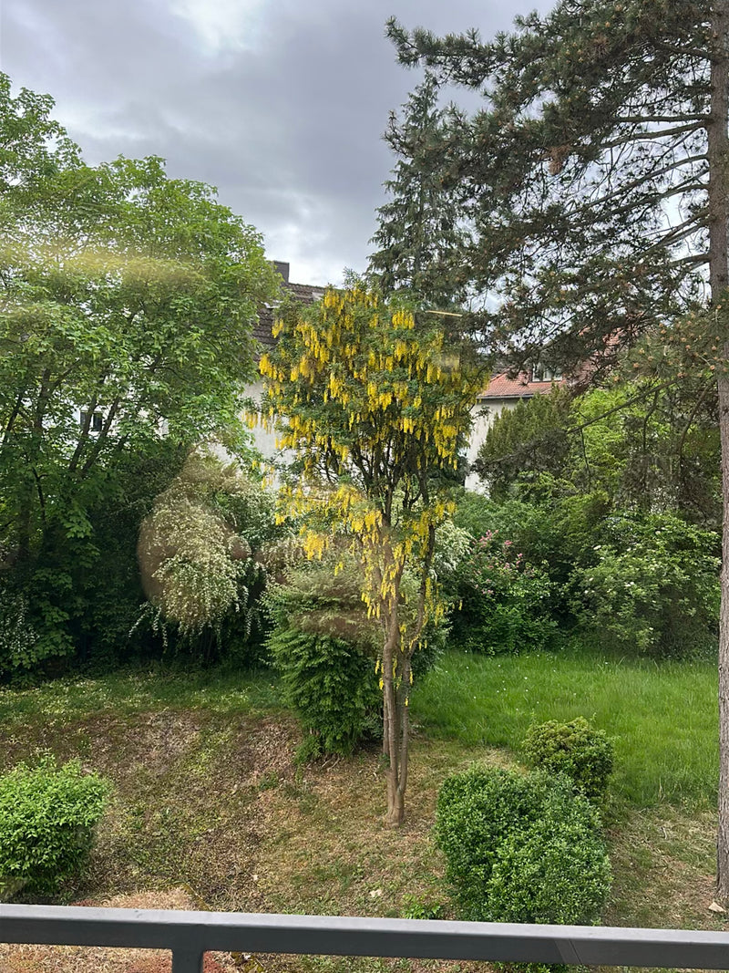 Goldregen — Bild 2