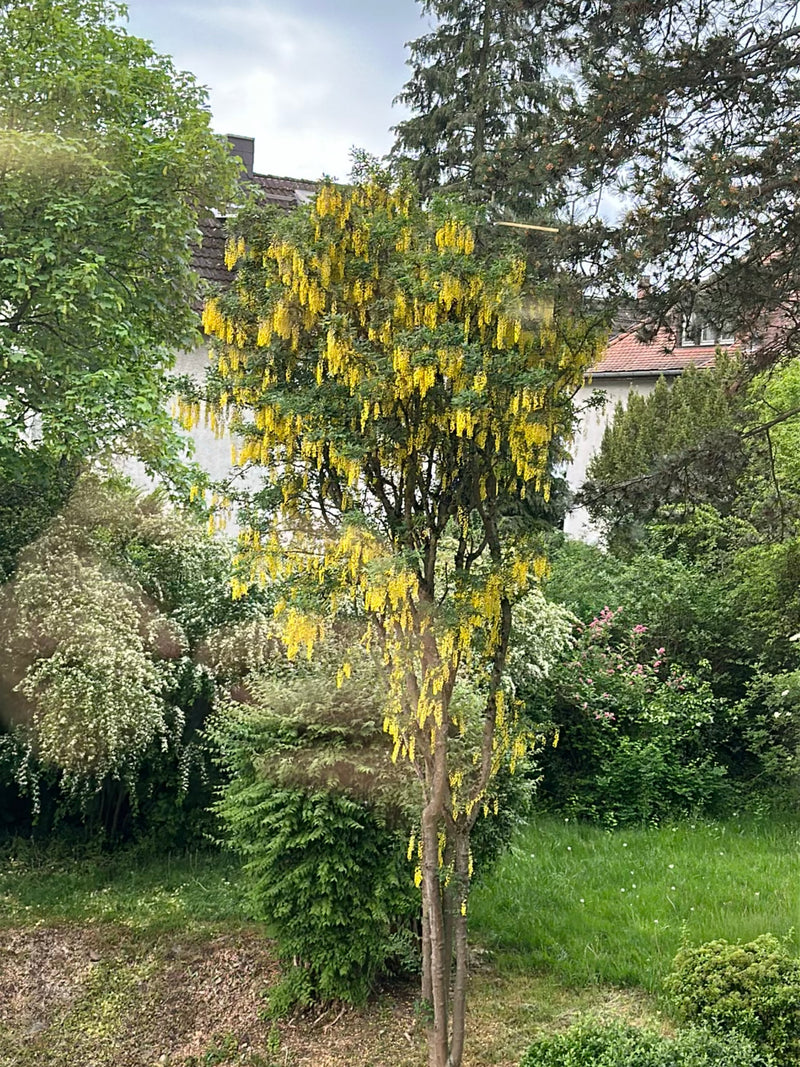 Goldregen — Bild 1