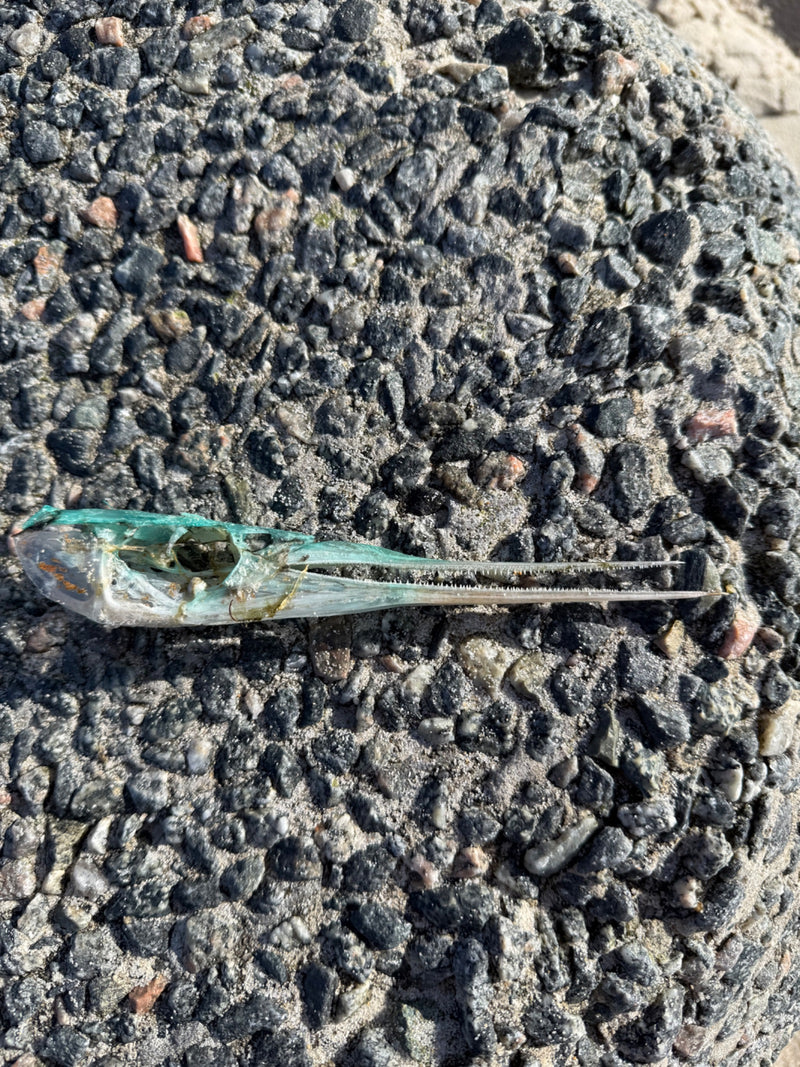 Gewöhnlicher Hornhecht — Bild 1