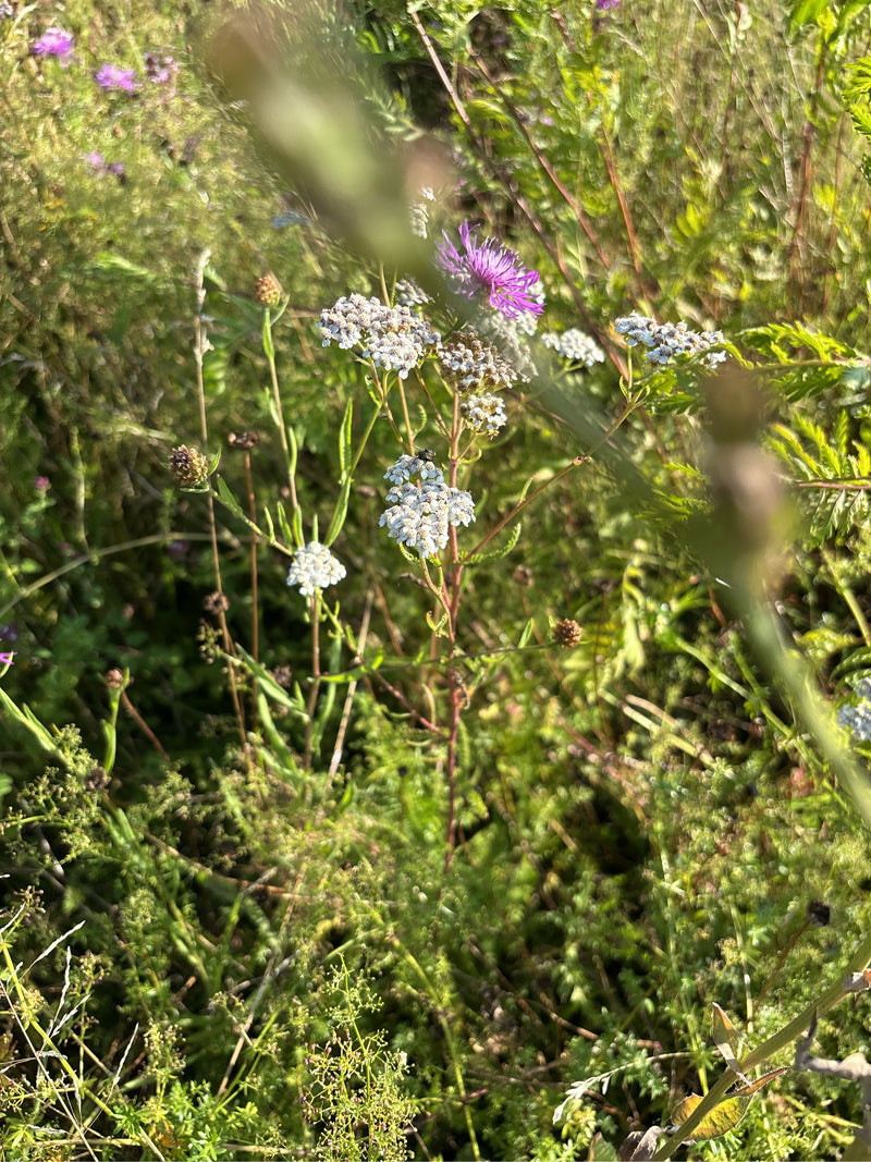 Eine blühende Schafgarbe mit weißen Blütenständen wächst inmitten einer dichten Wiese neben einer violetten Flockenblume.
