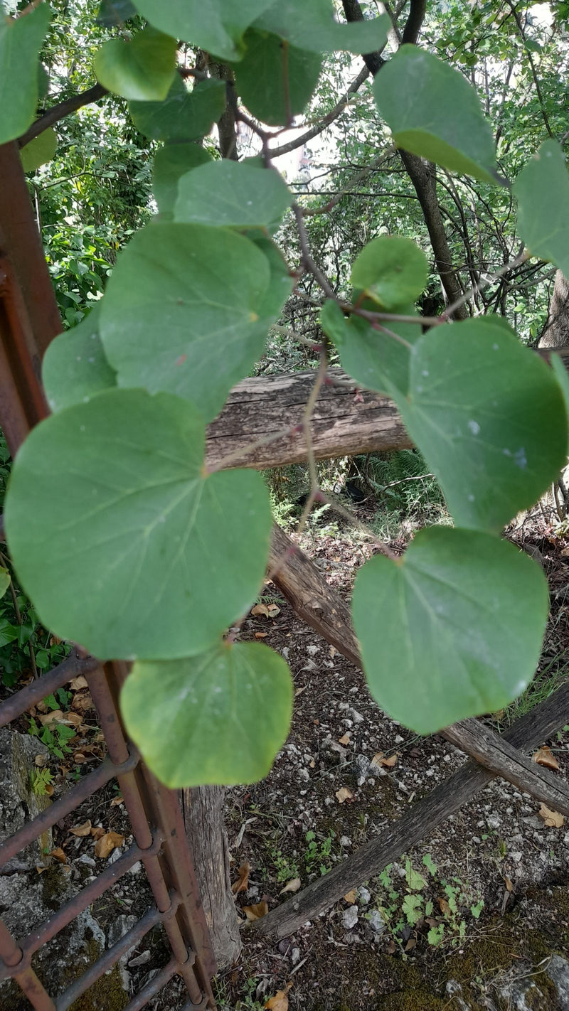 Judasbaum — Bild 4