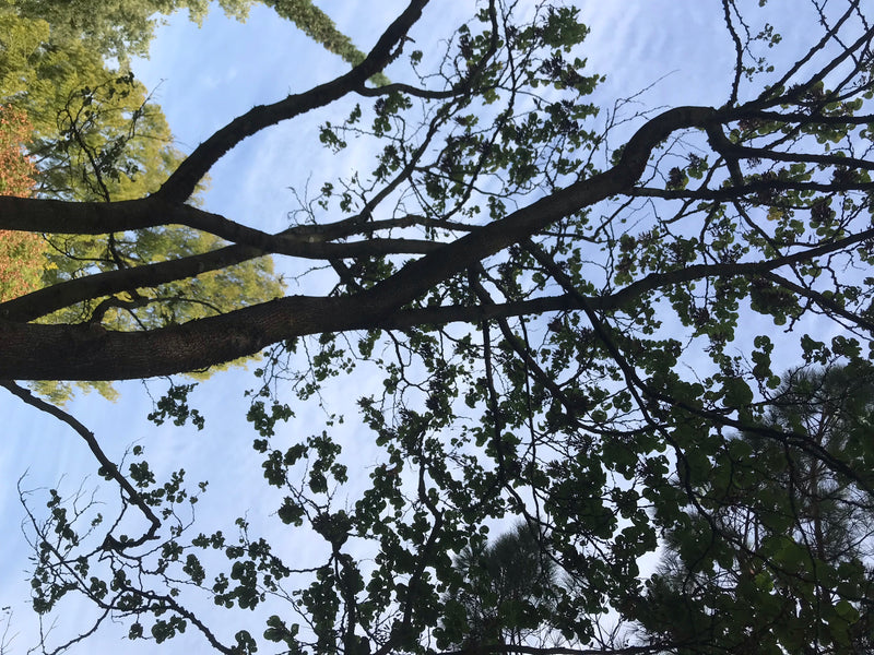 Zu sehen ist die Krone eines Judasbaums von unten, fotografiert vor einem hellen Himmel. Die dunklen Äste und die runden Blätter sind deutlich erkennbar.