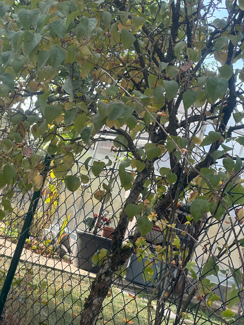 Ein Judasbaum mit seinen typischen herzförmigen Blättern wächst hinter einem Maschendrahtzaun. Im Hintergrund ist ein Gewächshaus zu erkennen.
