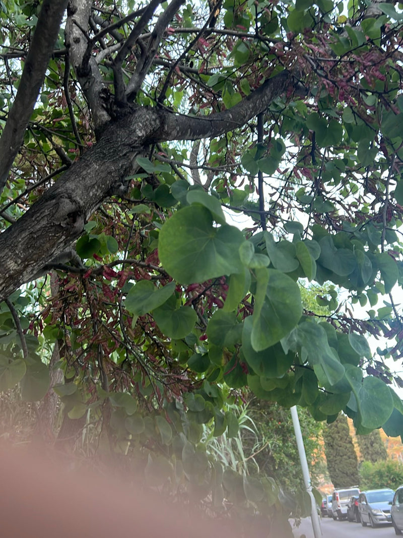 Judasbaum — Bild 3