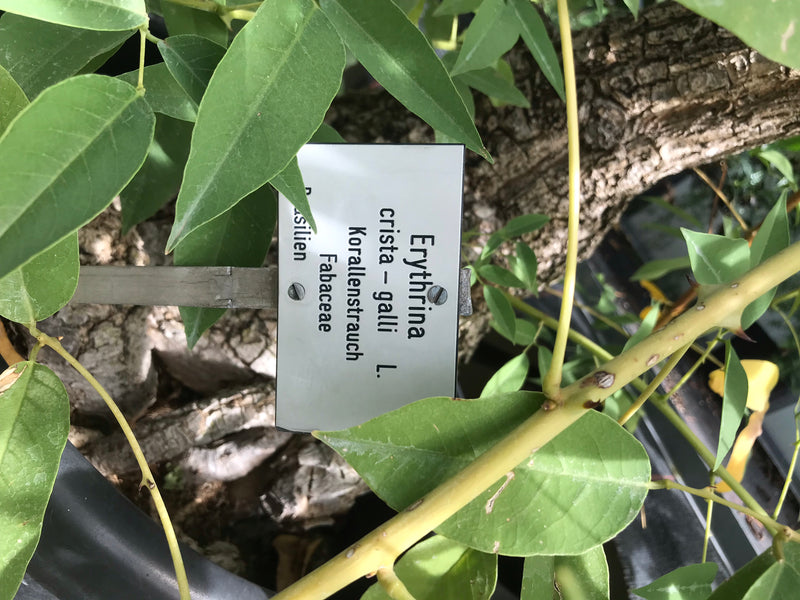 Gewöhnlicher Korallenbaum — Bild 3 von 5