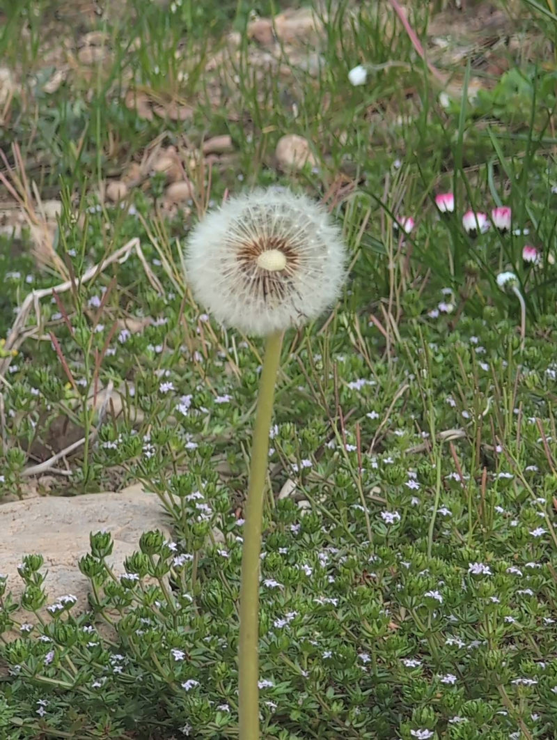 Gewöhnlicher Löwenzahn — Bild 1
