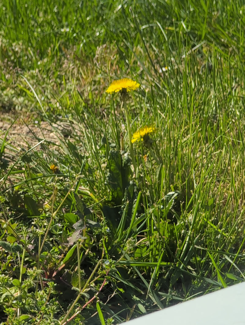 Loewenzahn — Bild 5