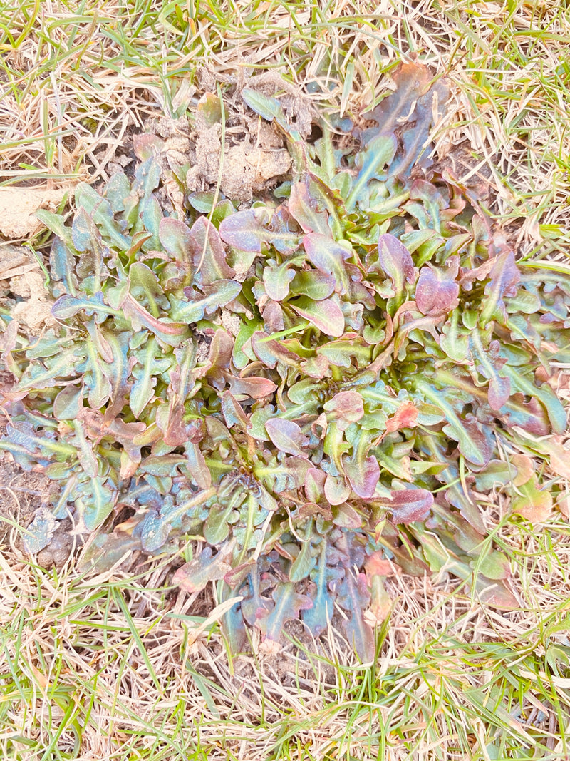 Loewenzahn — Bild 3
