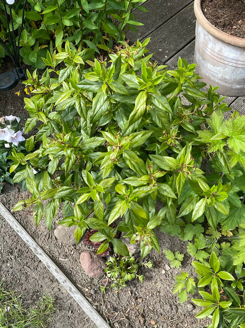 Liguster — Bild 4