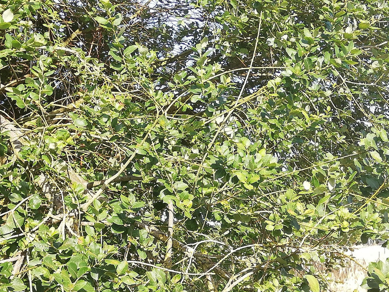 Liguster — Bild 1