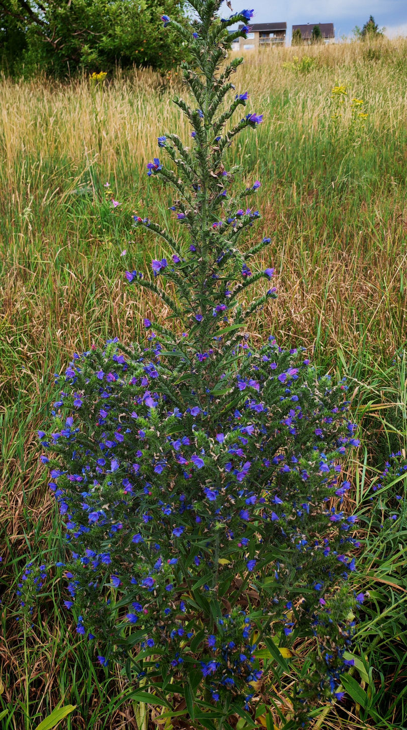 Zu sehen ist eine blühende Pflanze des Gewöhnlichen Natternkopfs mit charakteristischen blauen Blütenständen auf einer Wiese.
