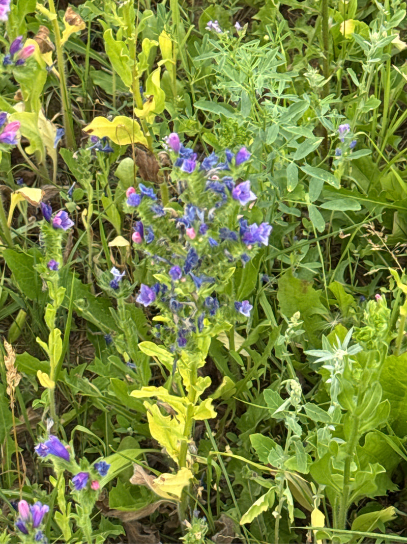 Gewoehnlicher Natternkopf — Bild 3