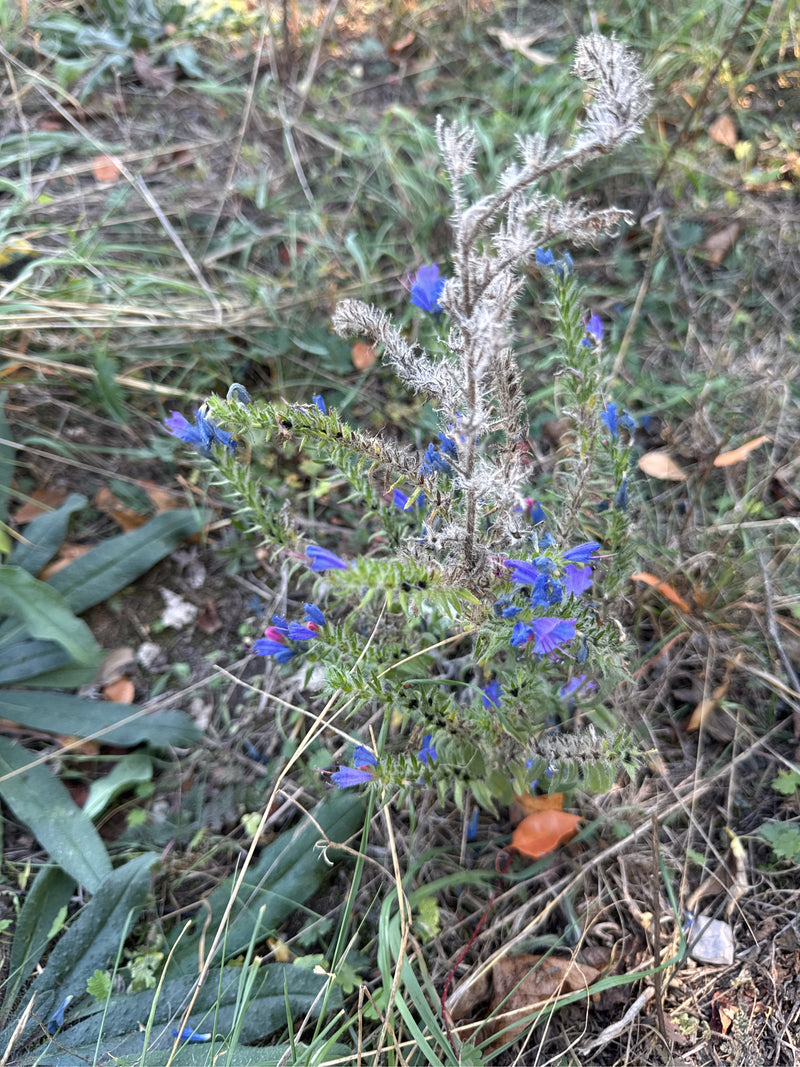 Ein Gewöhnlicher Natternkopf mit blauen Blüten und teils verblühten, borstigen Trieben wächst zwischen trockenem Gras und Laub am Boden.