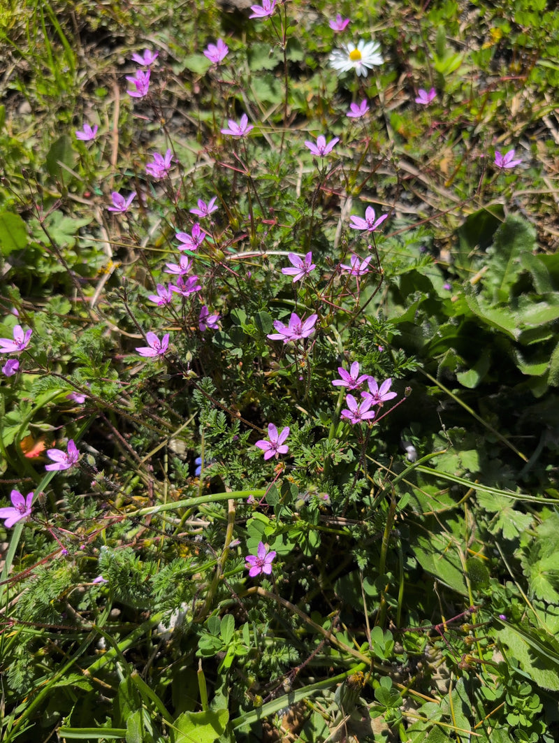Gewöhnlicher Reiherschnabel — Bild 3