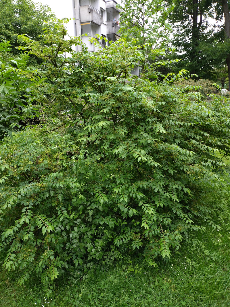Gewöhnlicher Spindelstrauch — Bild 1