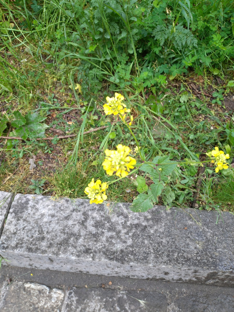 Gewöhnlicher Steinkraut-Senf — Bild 2