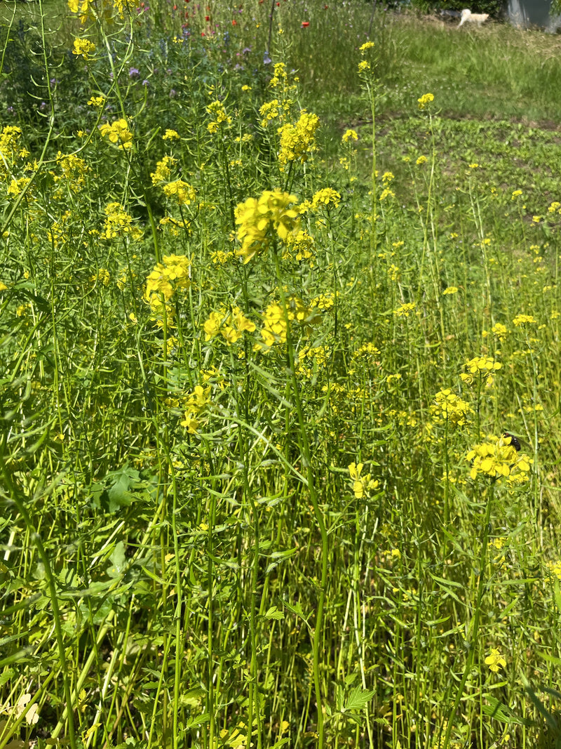 Gewöhnlicher Steinkraut-Senf — Bild 1
