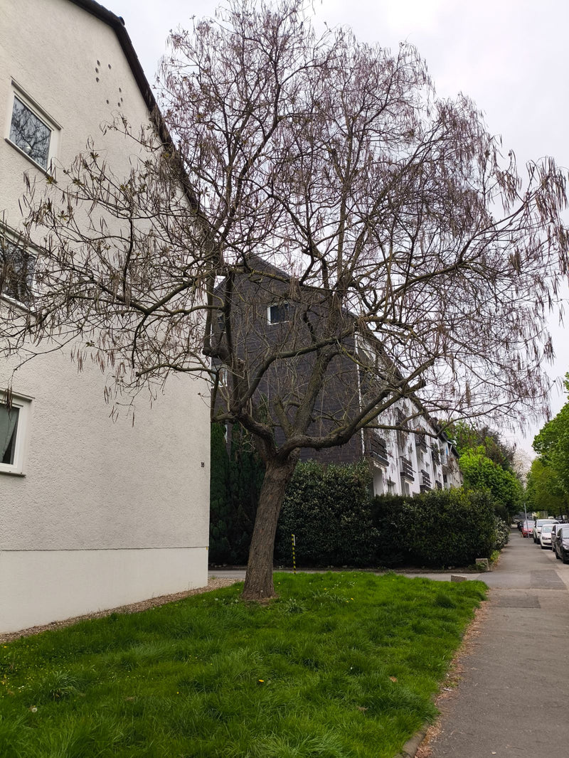 Trompetenbaum — Bild 4