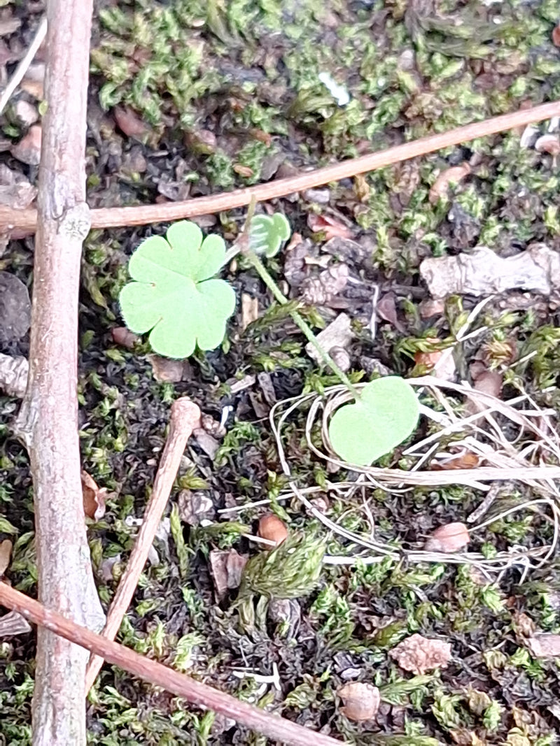 Gewöhnlicher Wassernabel — Bild 1