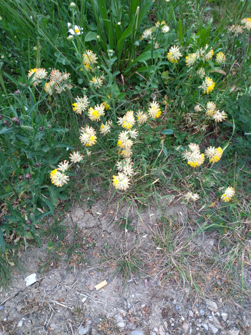 Gewöhnlicher Wundklee — Bild 3