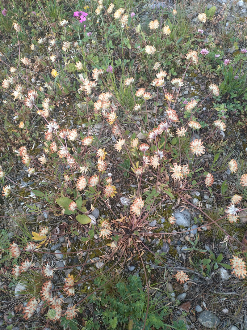 Gewöhnlicher Wundklee — Bild 1