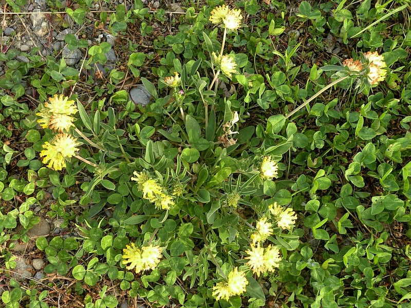Gewöhnlicher Wundklee — Bild 2