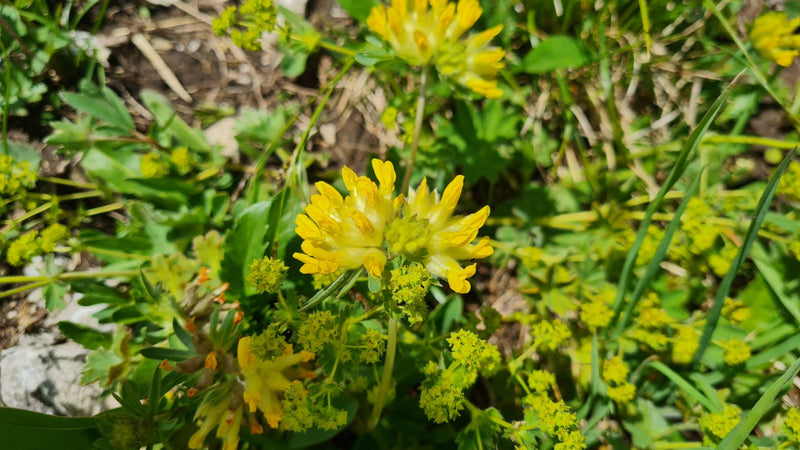 Gewöhnlicher Wundklee — Bild 4