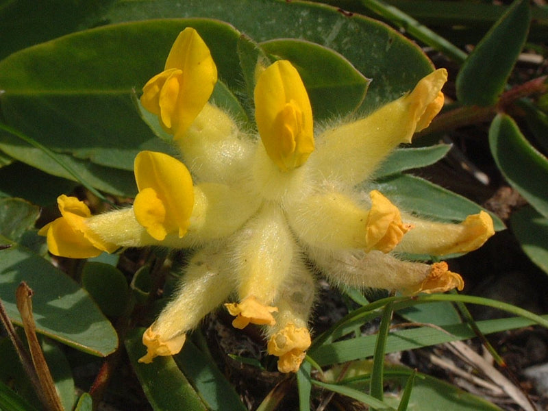 Gewöhnlicher Wundklee — Bild 5