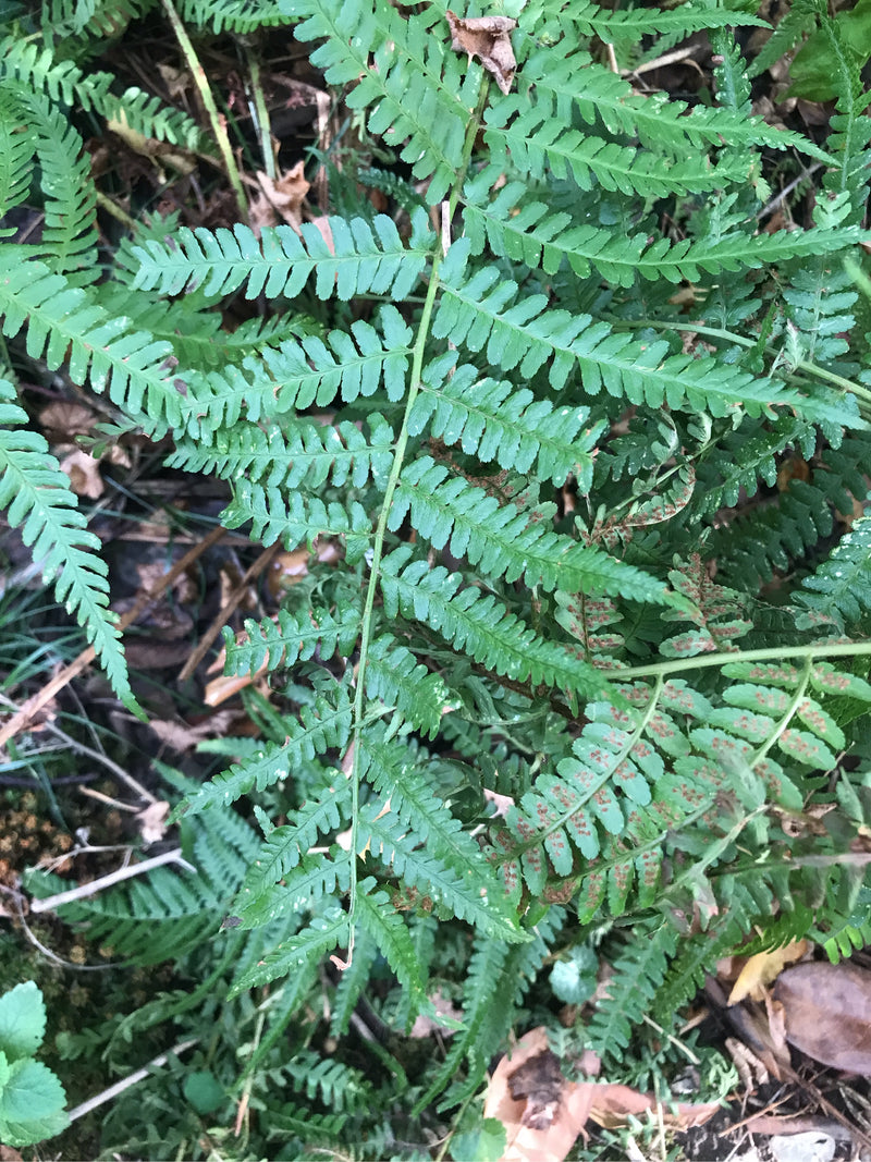 Gewöhnlicher Wurmfarn — Bild 4 von 20