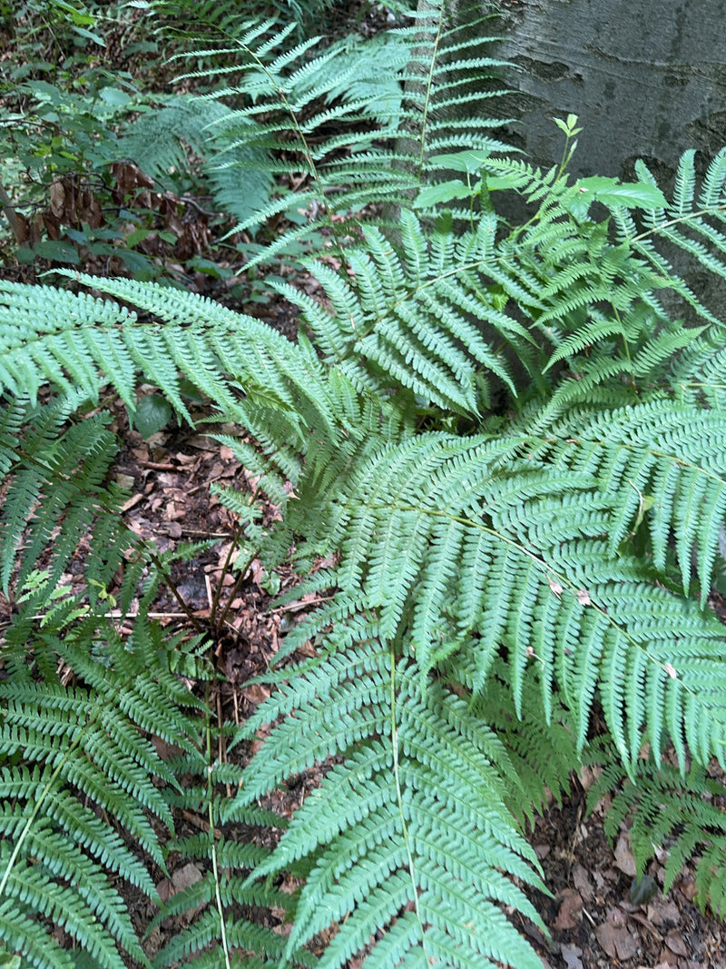 Gewöhnlicher Wurmfarn — Bild 3