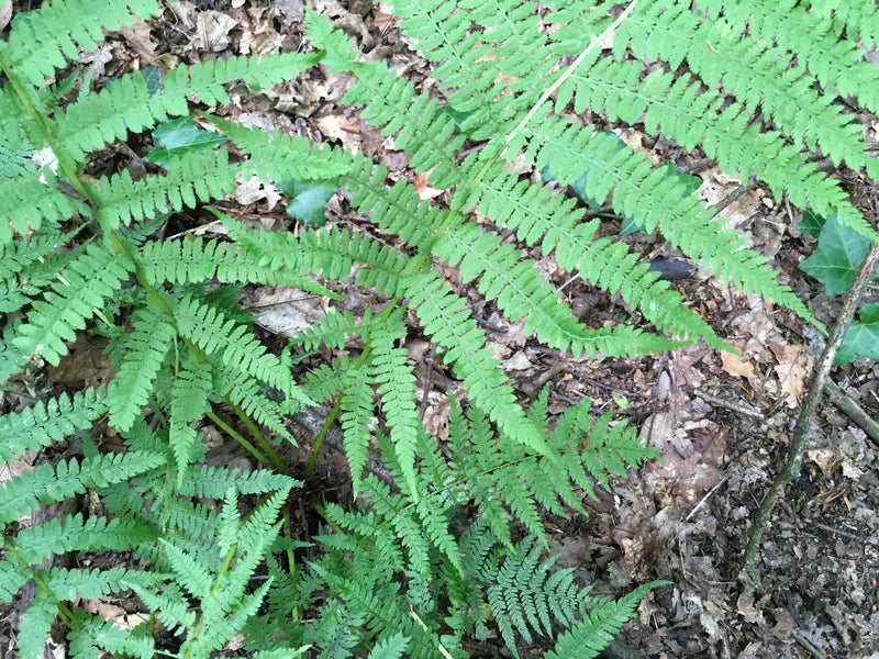 Gewöhnlicher Wurmfarn — Bild 4