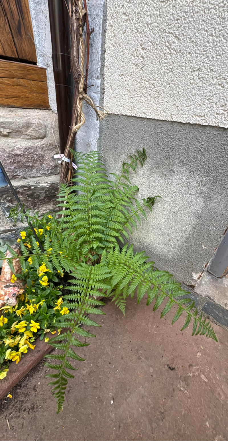 Gewöhnlicher Wurmfarn — Bild 5