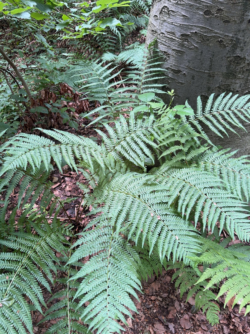 Gewöhnlicher Wurmfarn — Bild 2