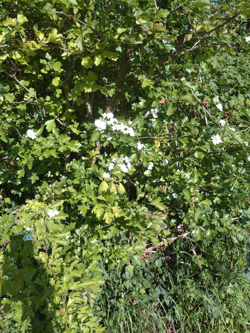 Gewöhnliches Barbarakraut — Bild 2