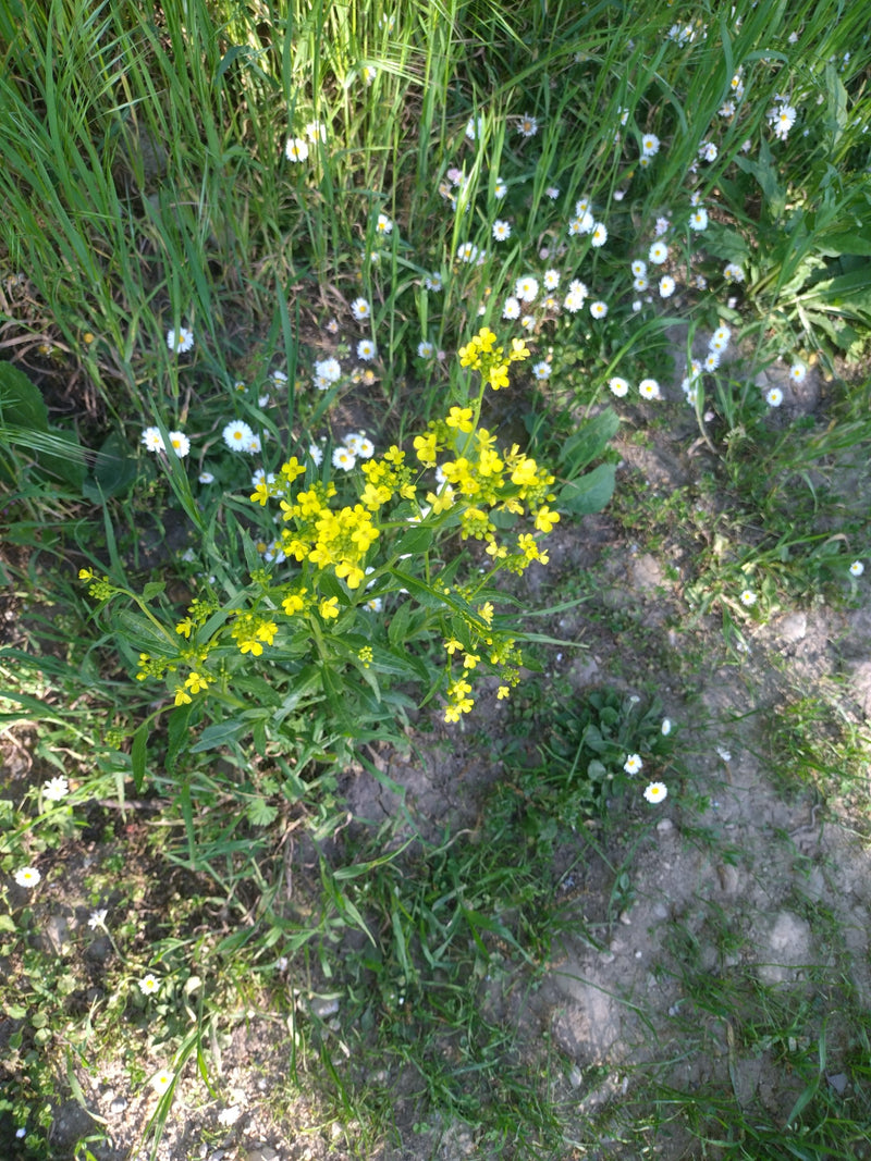 Zu sehen ist eine blühende Pflanze des Gewöhnlichen Barbarakrauts mit charakteristischen leuchtend gelben Blüten. Sie wächst inmitten von Gras und anderen Wi...