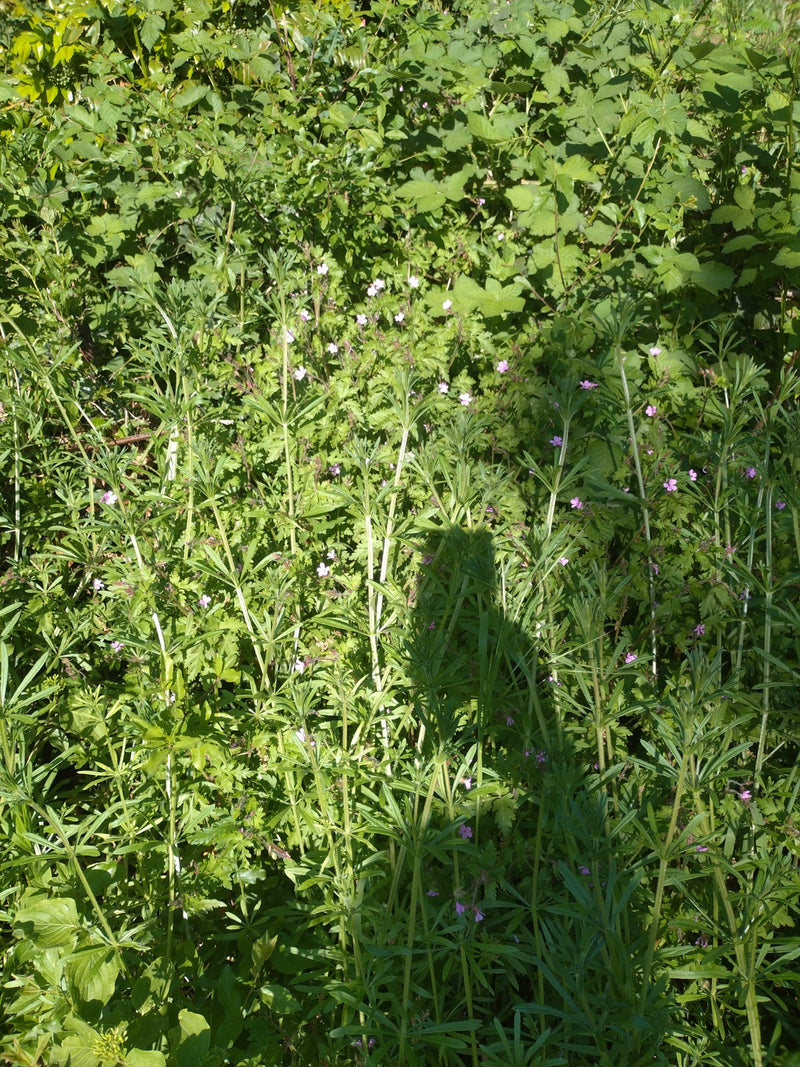 Gewöhnliches Barbarakraut — Bild 3