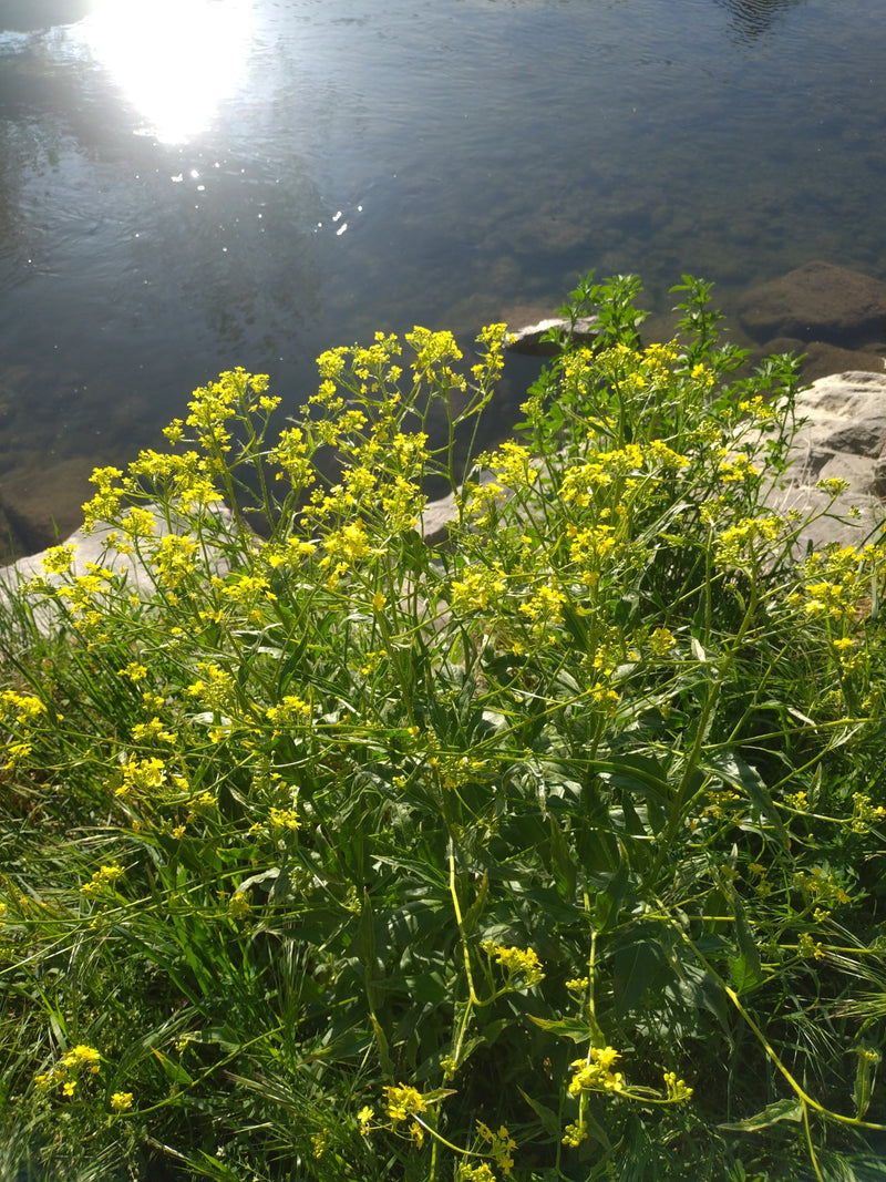 Das Bild zeigt eine blühende Pflanze des Gewöhnlichen Barbarakrauts mit gelben Blüten an einem Gewässerufer. Die Aufnahme erfolgt aus leicht erhöhter Perspek...