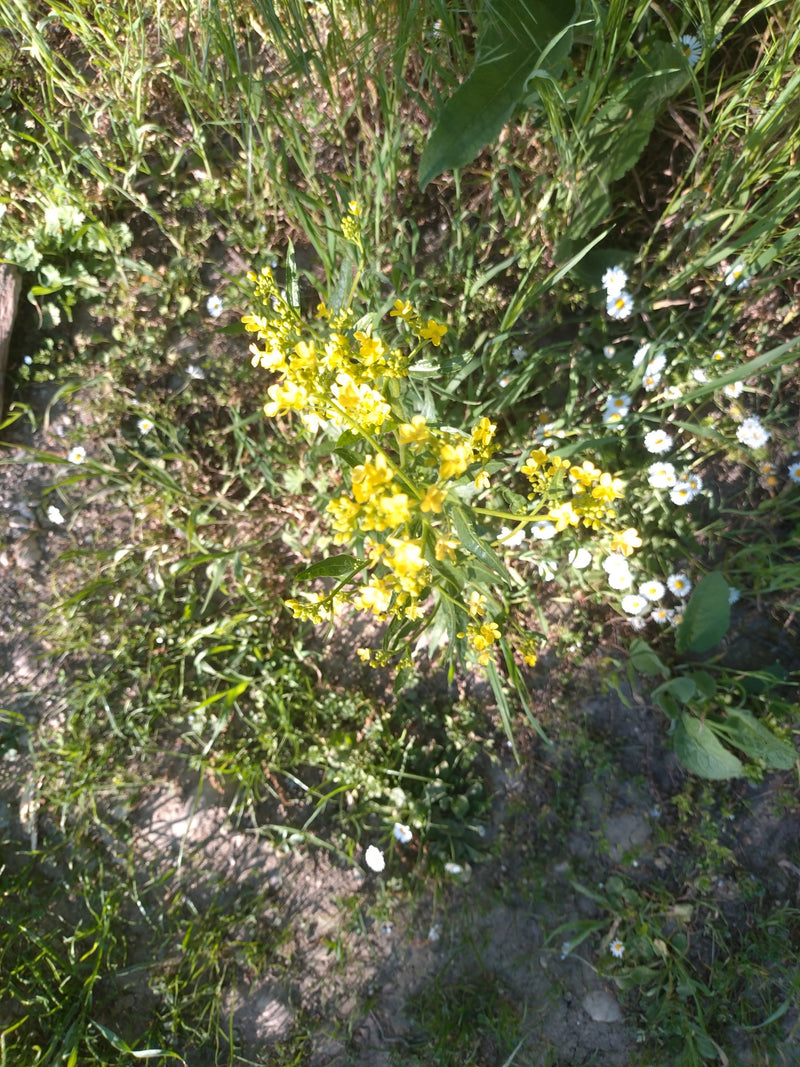 Gewöhnliches Barbarakraut — Bild 5