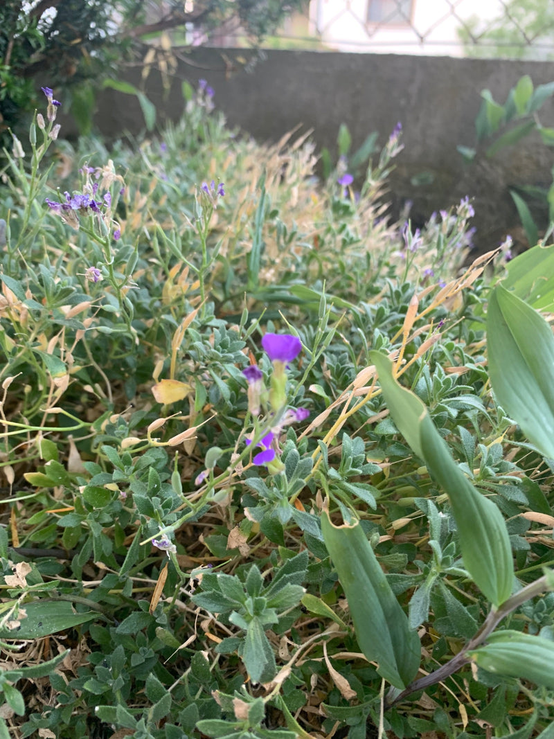 Gewöhnliches Blaukissen — Bild 1