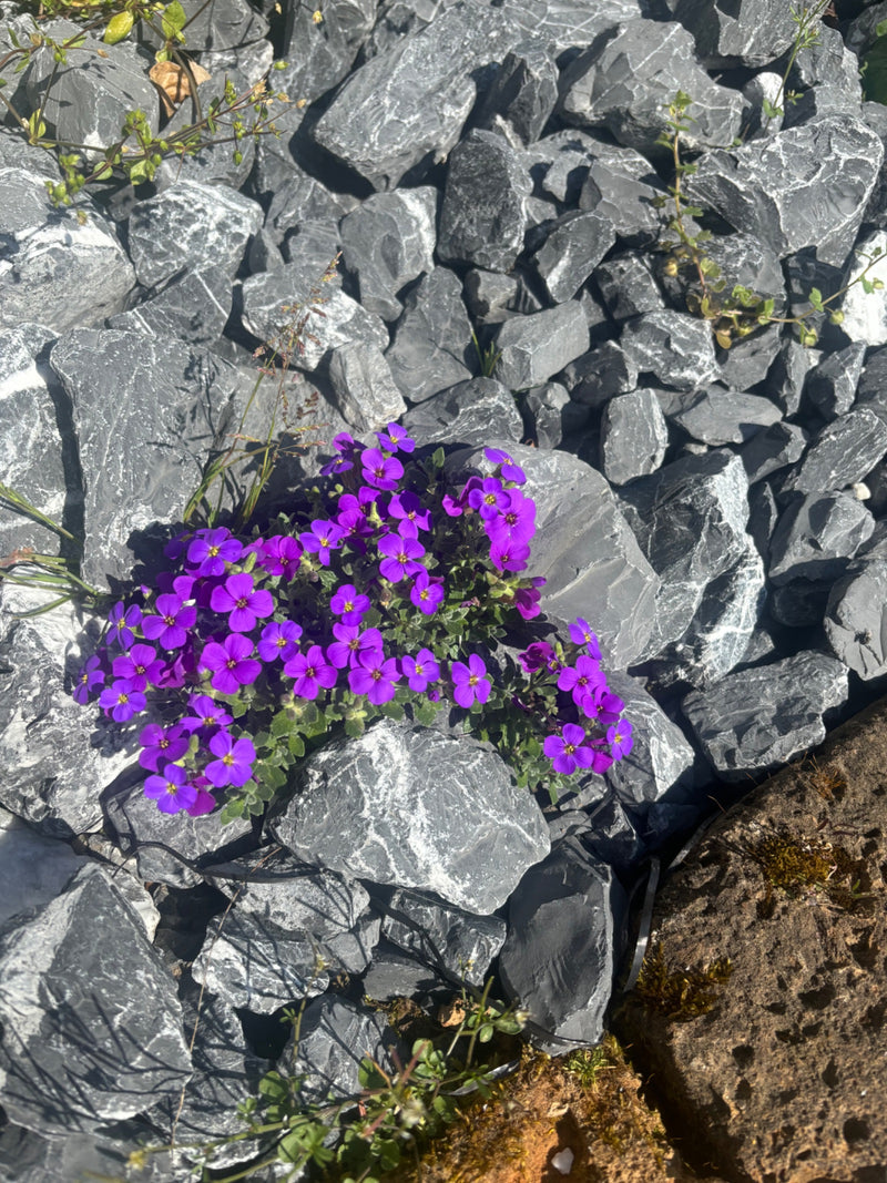 Gewöhnliches Blaukissen — Bild 2
