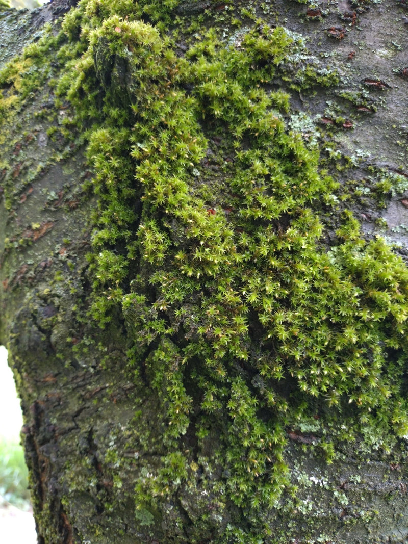 Gewöhnliches Gabelzahnmoos — Bild 2