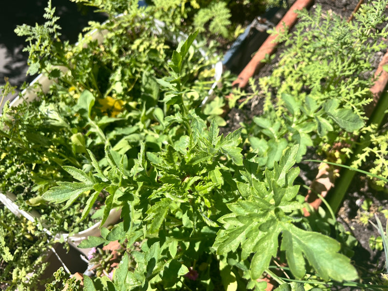Gewöhnliches Greiskraut — Bild 4