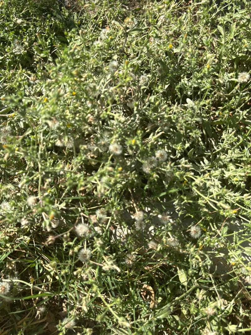 Gewöhnliches Greiskraut — Bild 1
