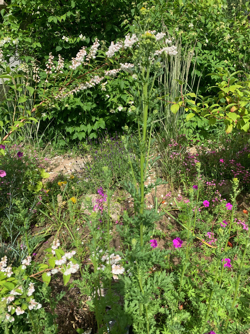 Gewöhnliches Greiskraut — Bild 3