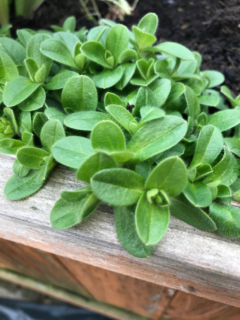 Gewöhnliches Hornkraut — Bild 3