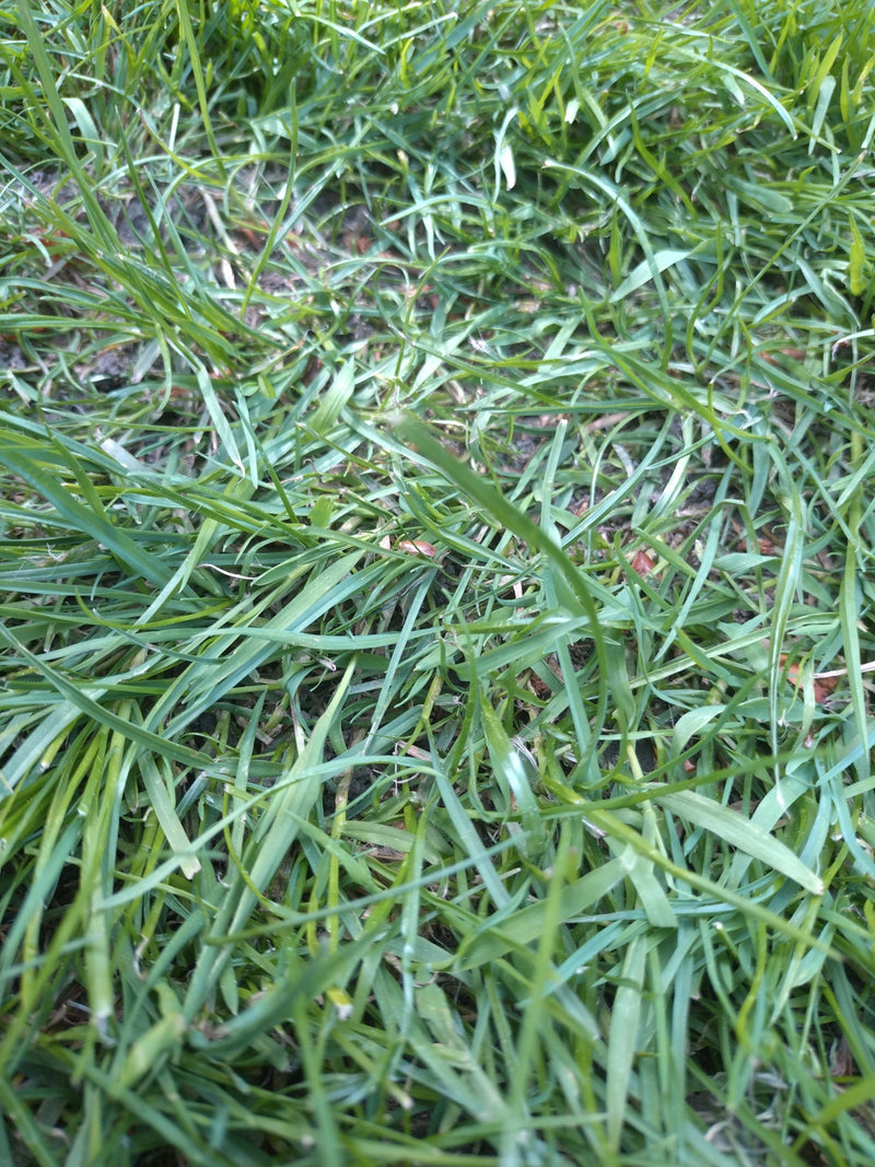 Gewöhnliches Knäuelgras — Bild 1