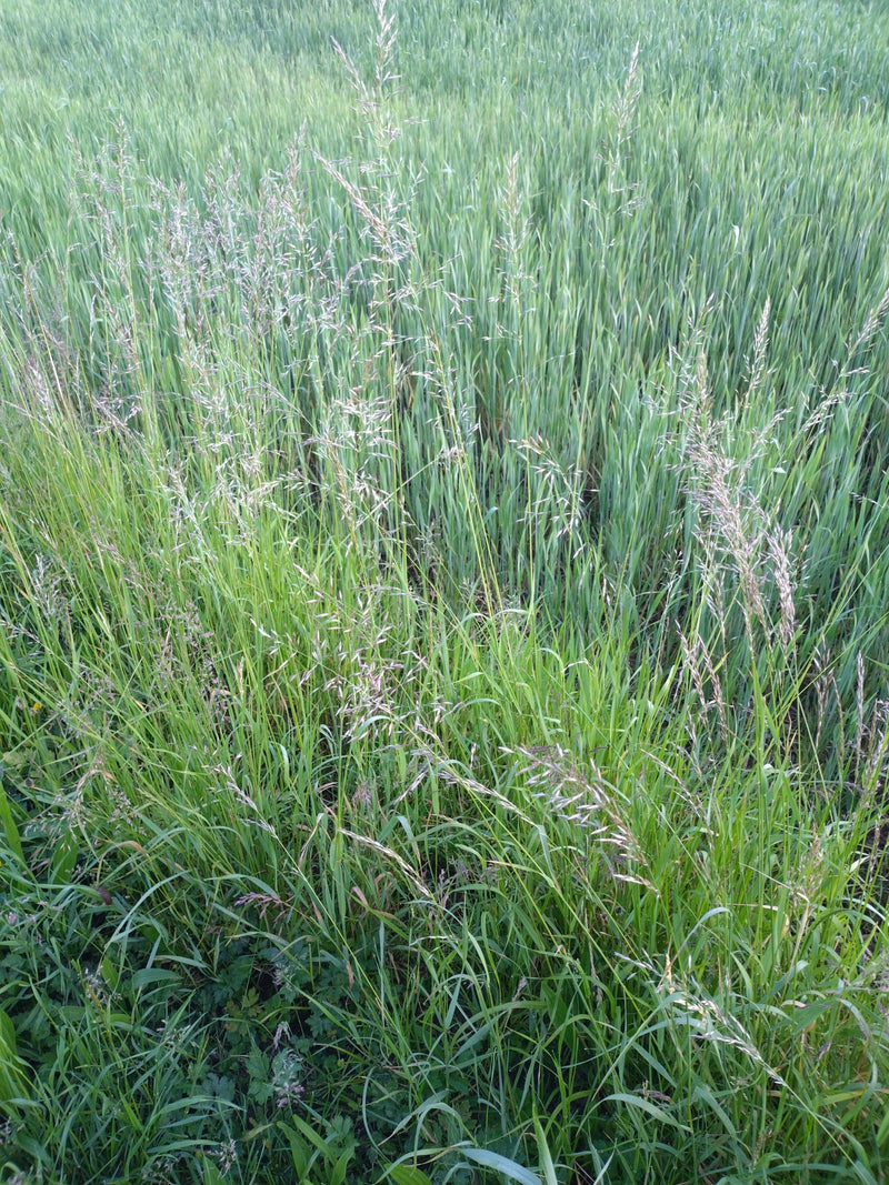 Gewöhnliches Knäuelgras — Bild 2
