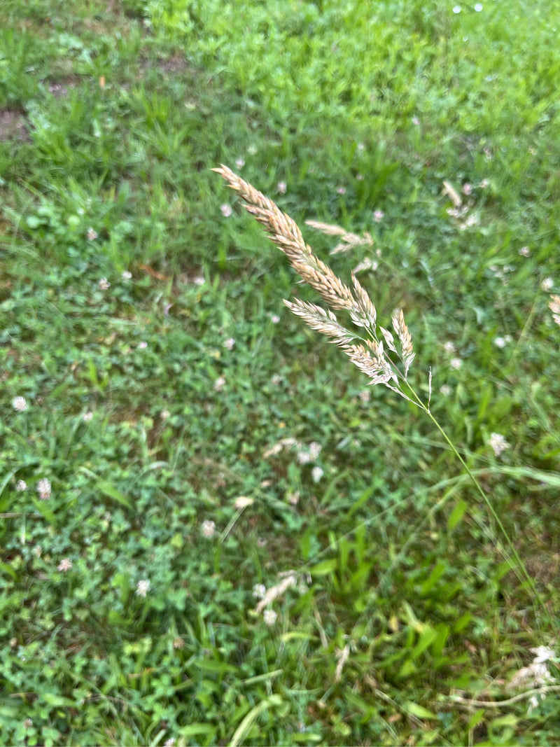 Gewöhnliches Knäuelgras — Bild 4
